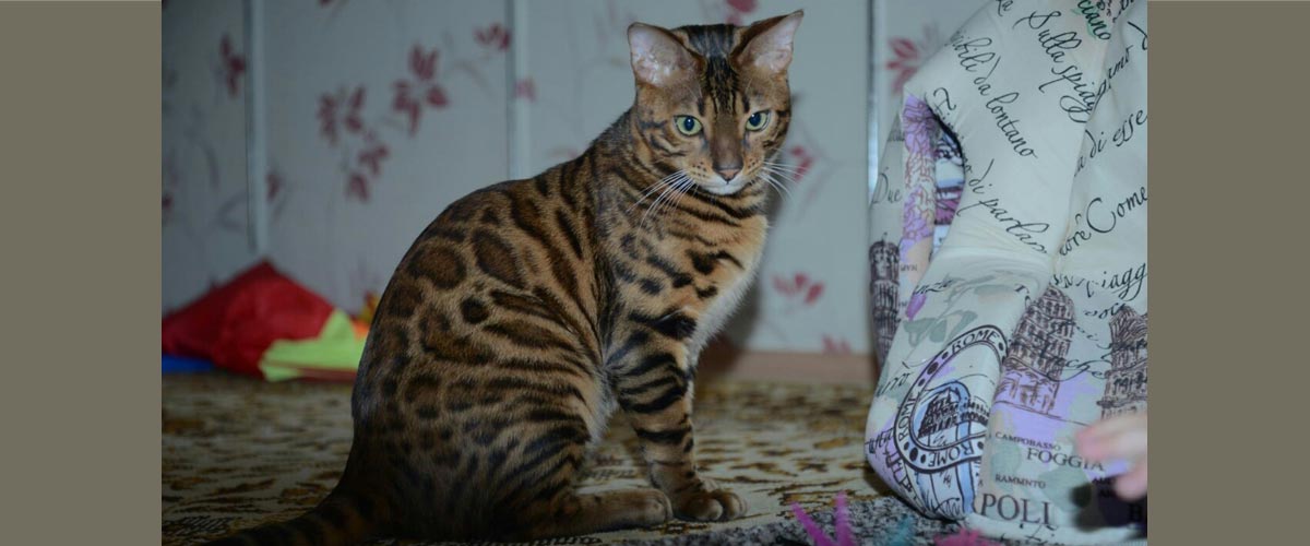 Винсент
